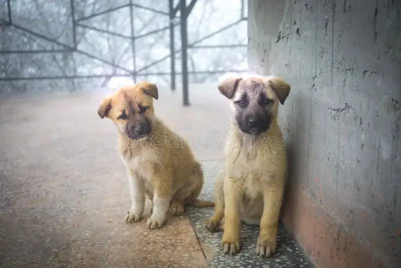 two mixed breed puppies sitting together