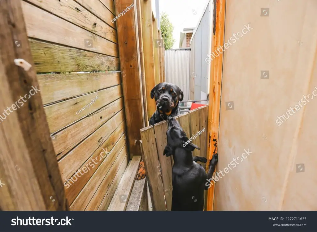 two neighbors chatting over a fence