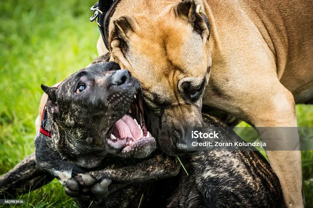 two pit bull terriers staring at each other in an aggressive stance, representing the cruelty of dog fighting