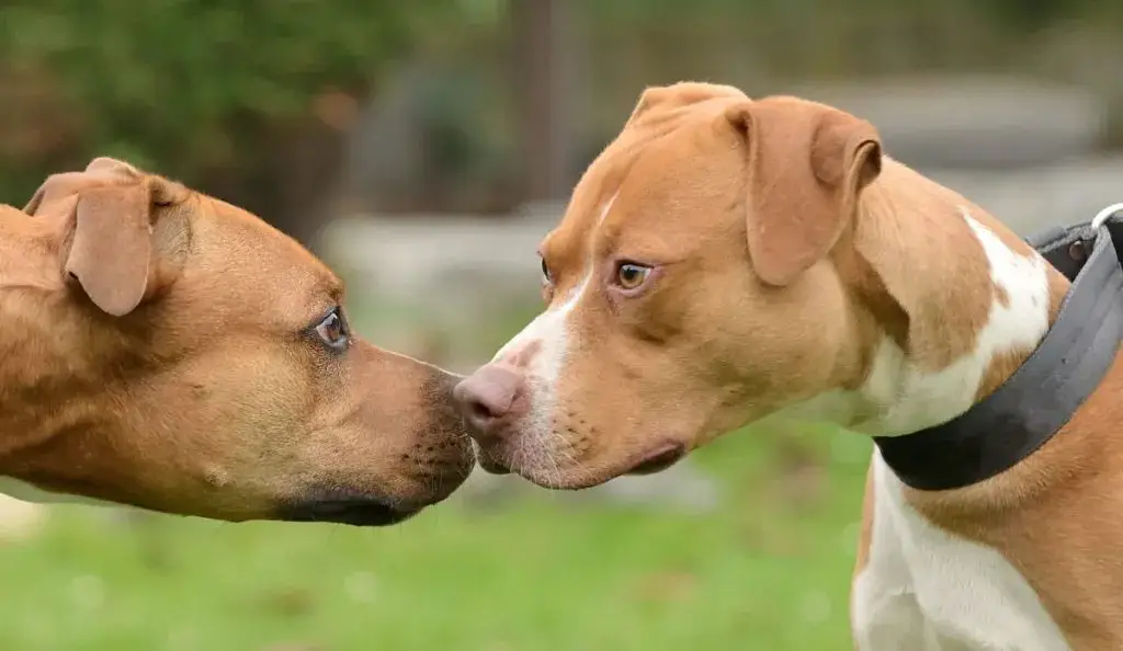 two pit bulls facing each other aggressively