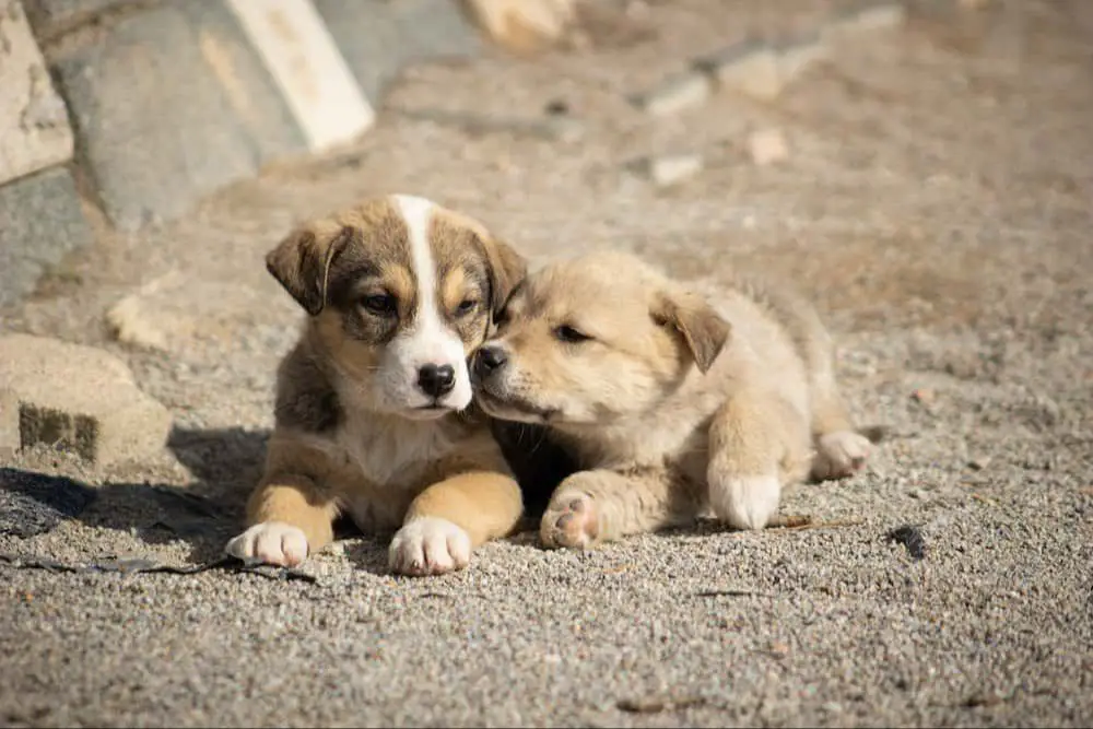 two puppies cuddling together