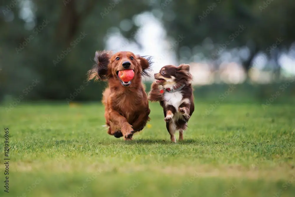 two puppies playing together outdoors.