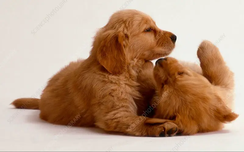 two puppies playing together