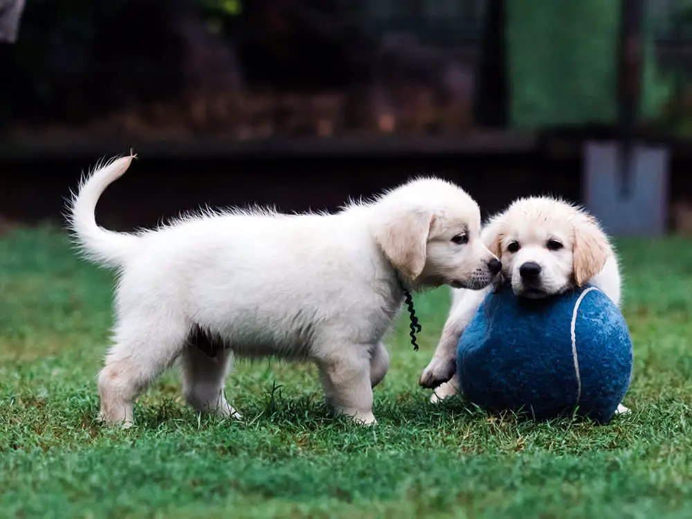 two puppies socializing and playing together outdoors.