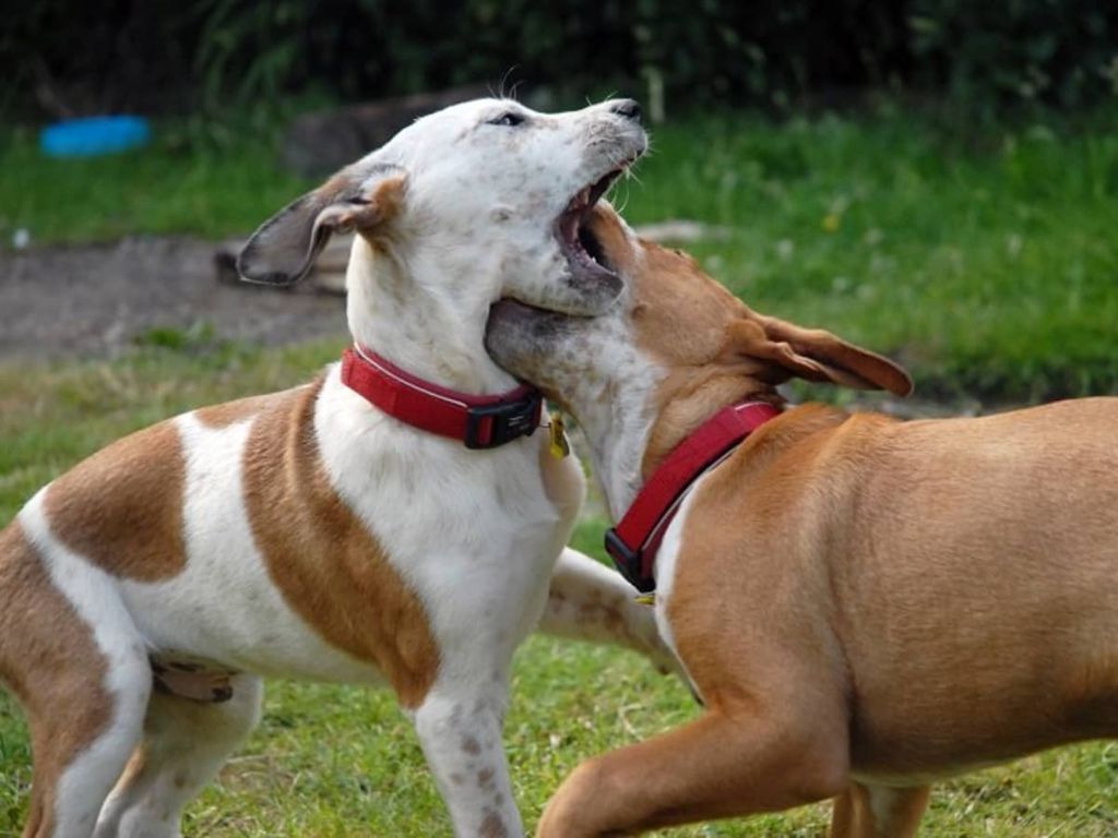 two related dogs fighting and growling at each other