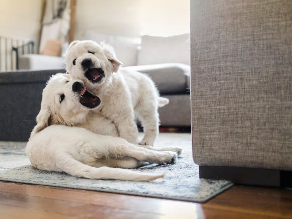 two sibling puppies sitting together