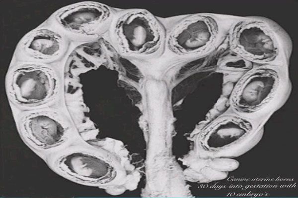 ultrasound image shows puppies growing in a dog's uterus