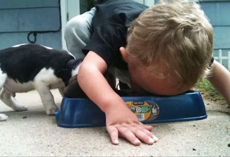 unattended child about to eat dog food