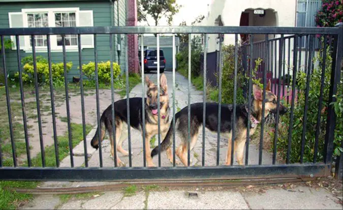 use secure, tall fencing to contain dogs