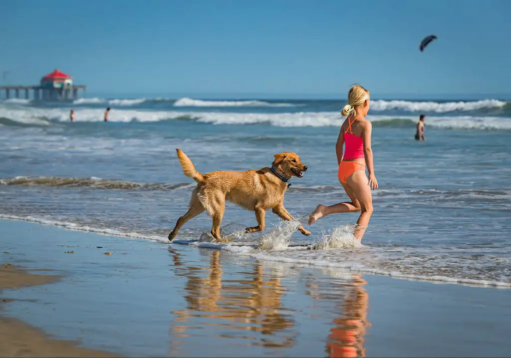 useful amenities like water stations and waste bags provided at the dog beach.