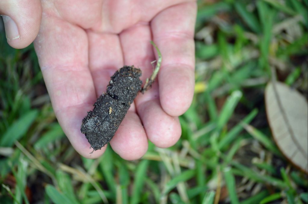 using a core aerator tool to aerate a lawn