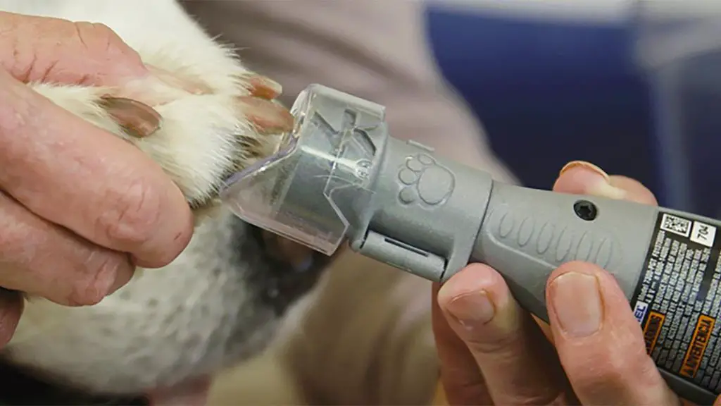 using a nail grinder to smooth a dog's nails.