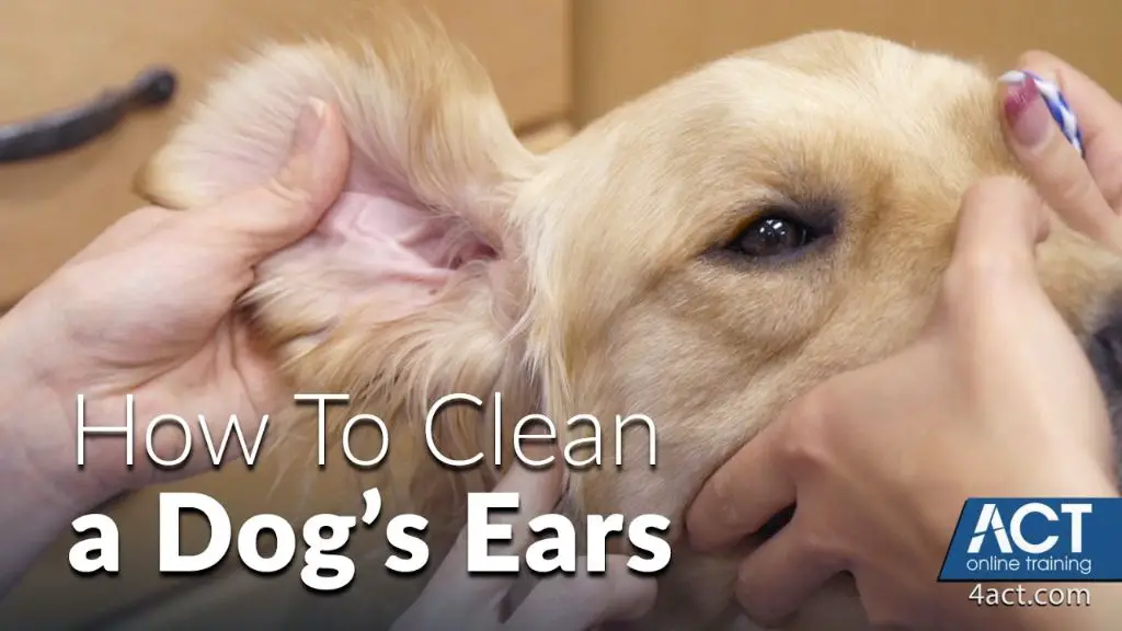 using a saline solution to gently clean inside a dog's ears.