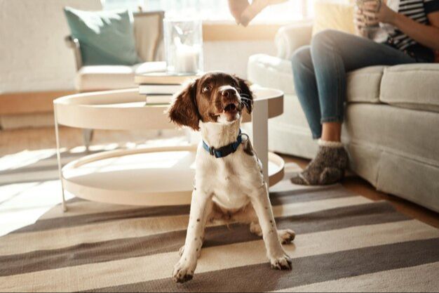 using a treat to lure a dog into a sitting position during training.