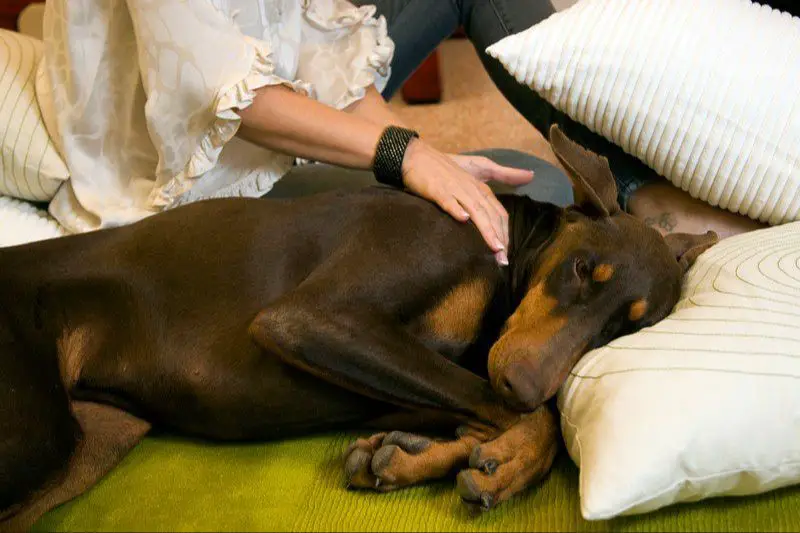 using long strokes to massage a dog's back