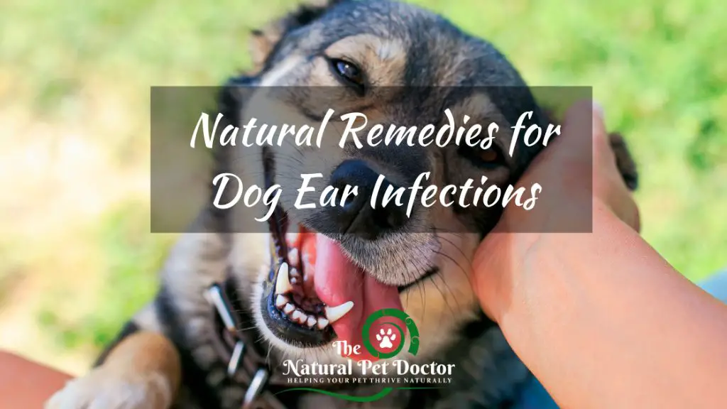 using mineral oil for dog ears