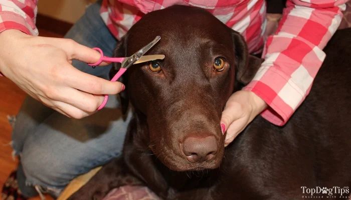 using small scissors to carefully trim the tip of a dog's long whiskers