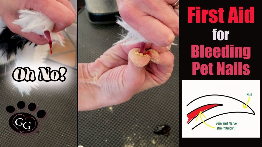 using styptic powder to stop dog nail bleeding