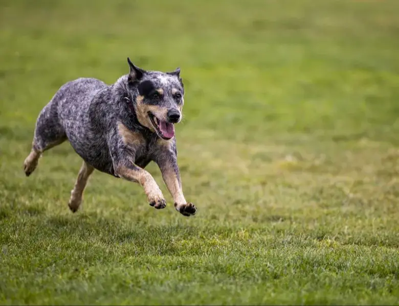 using technology to find a lost australian cattle dog