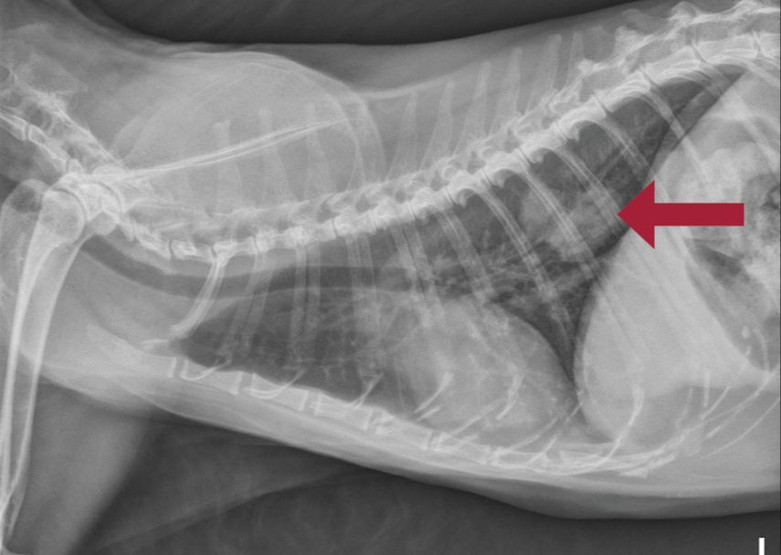 using x-rays to detect tumors in dogs