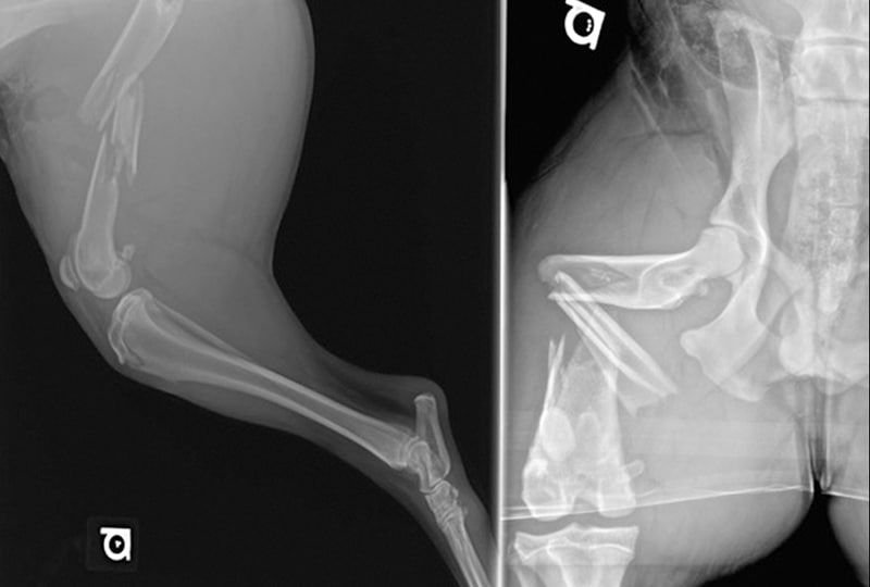 using x-rays to diagnose fractures in dogs