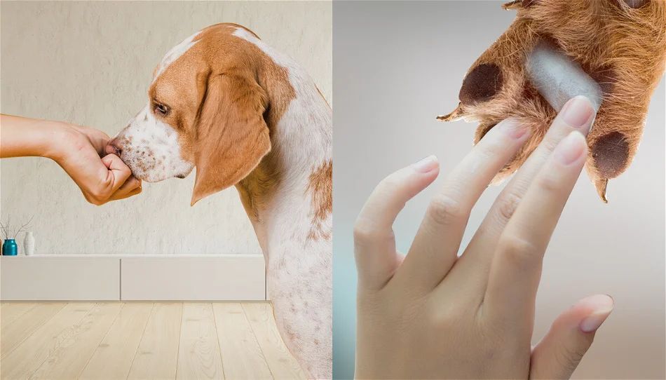 vaseline creating a protective barrier on a dog's bleeding nail