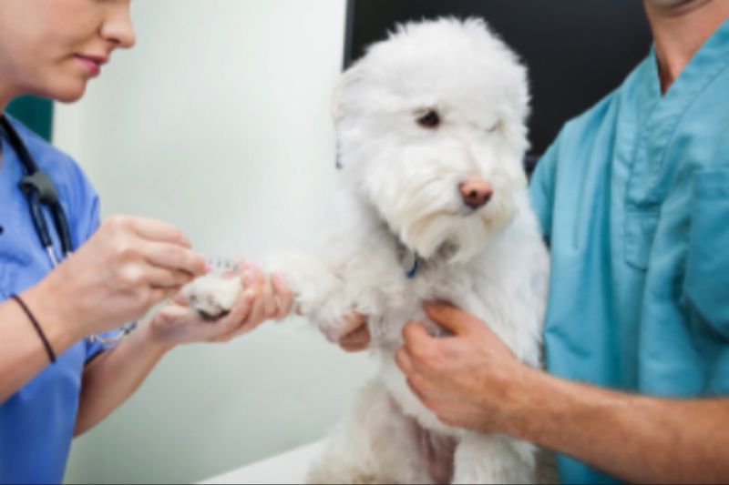 vet drawing dog's blood for pre-anesthetic bloodwork