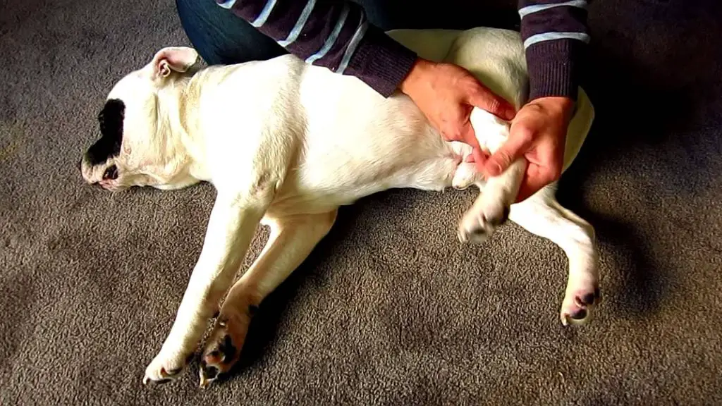 vet examining a limping dog's leg 