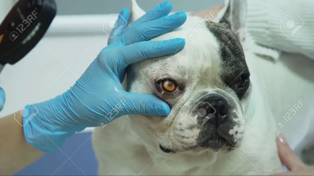 vet examining bulldog's eyes