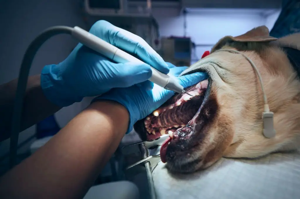 vet examining dog before dental surgery