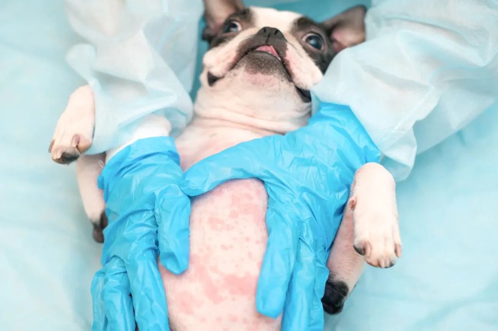 vet examining dog with hives