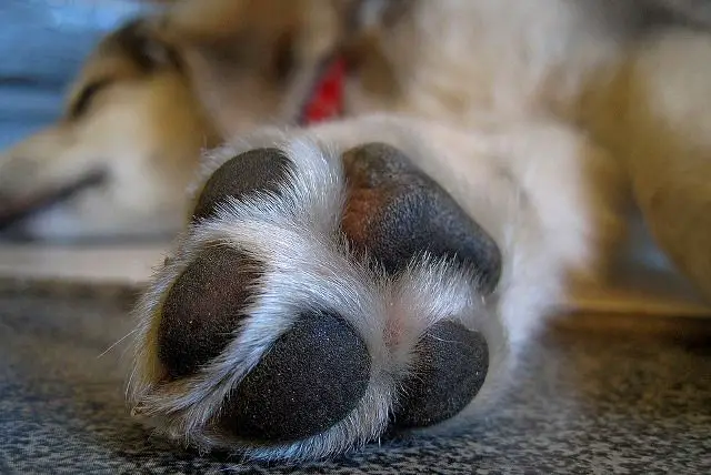 vet examining dog's injured paw pad