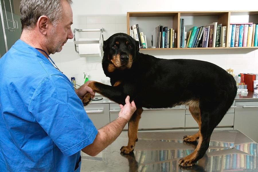 vet examining dog's leg