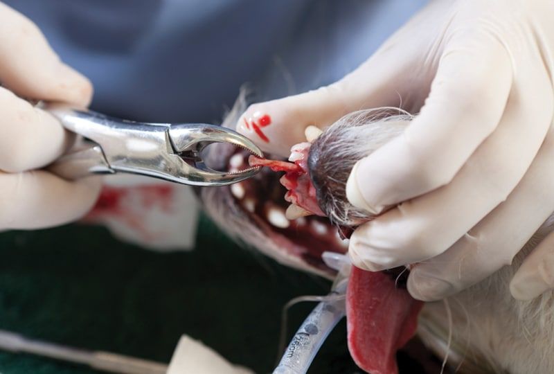 vet extracting a dog's tooth