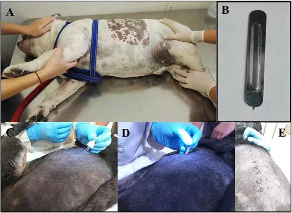 vet injecting extracts into dog's shaved skin for allergy test