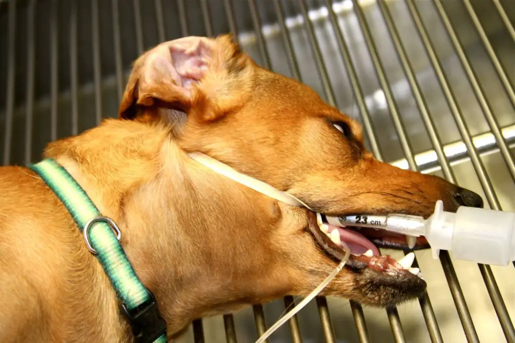 vet intubating a dog under anesthesia