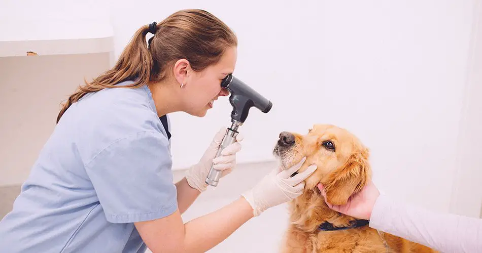 vet performing checkup on senior dog