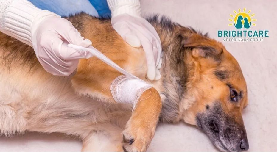 vet treating dog's wound