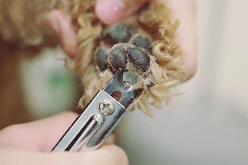 vet trimming overgrown nail on patient dog