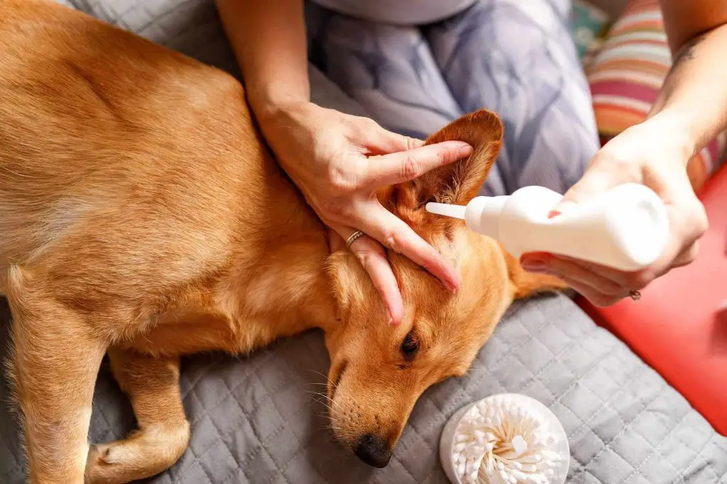 veterinarian cleaning a dog's infected ears