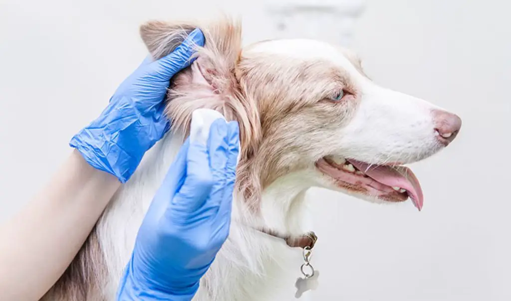 veterinarian cleaning dog's ears