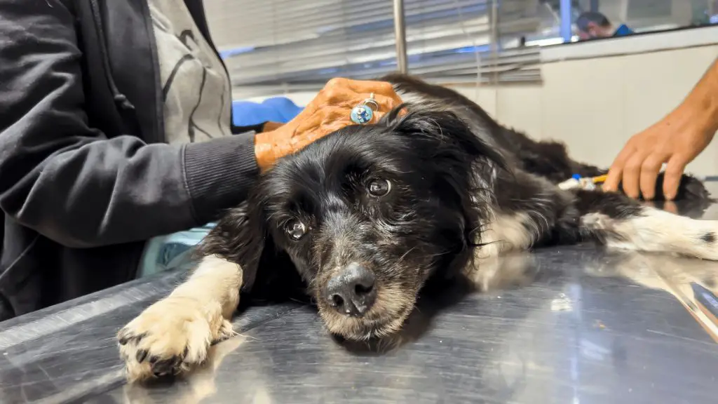 veterinarian closing eyes of deceased pet