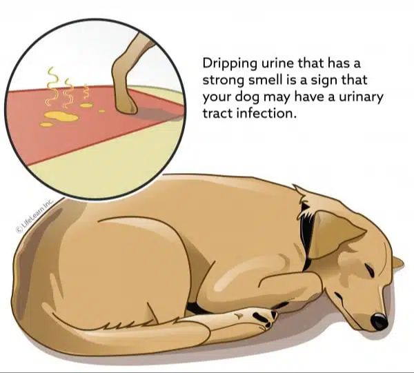 veterinarian diagnosing bladder infection