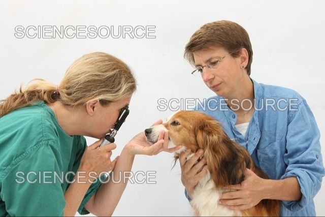 veterinarian examining a dog's eyes with an ophthalmoscope