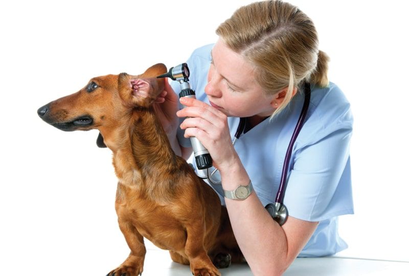 veterinarian examining a puppy's ears