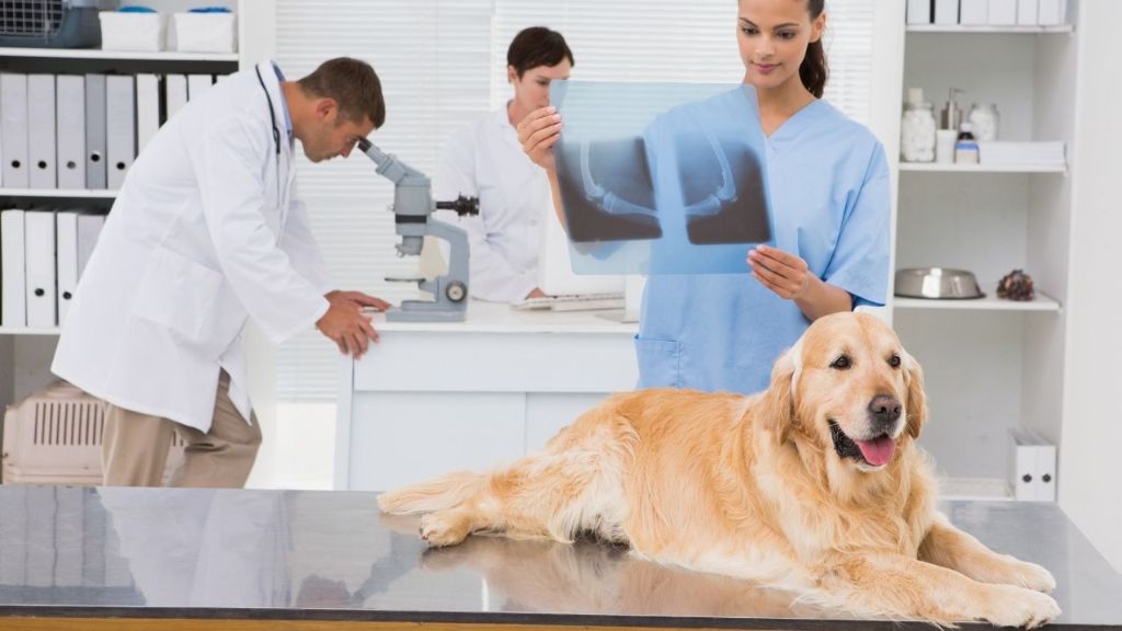 veterinarian examining dog chest x-ray