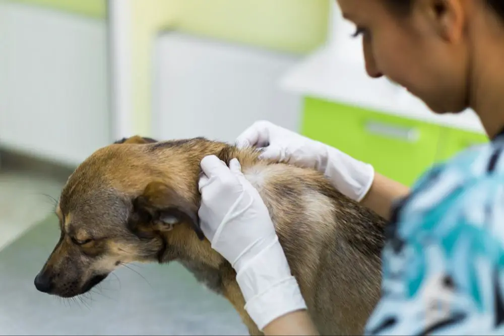 veterinarian examining dog for fleas