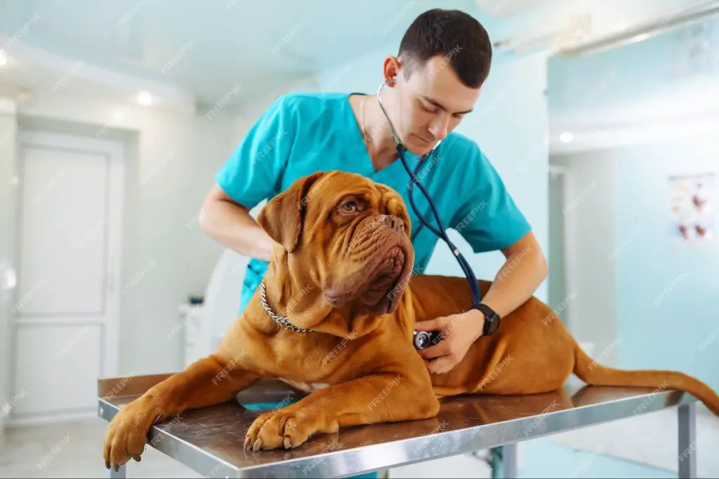 veterinarian examining dog to diagnose cause of obsessive behavior