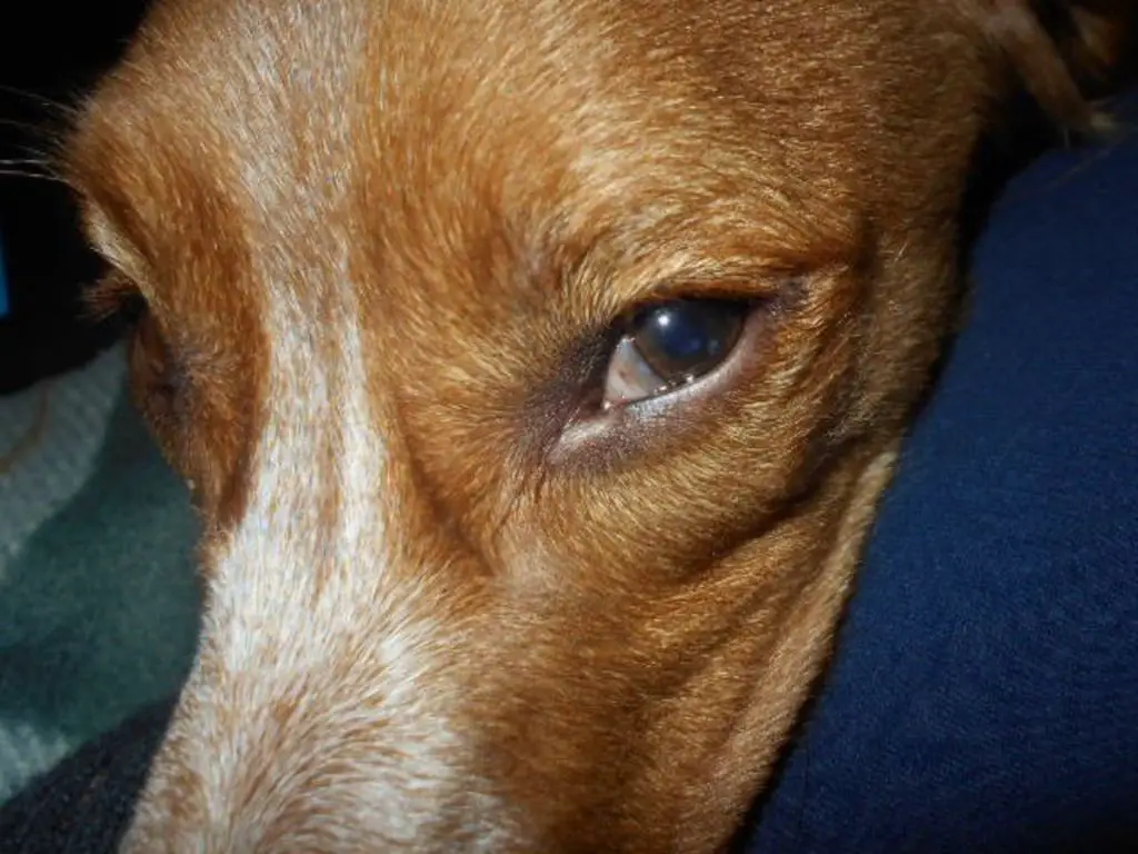 veterinarian examining dog's third eyelid