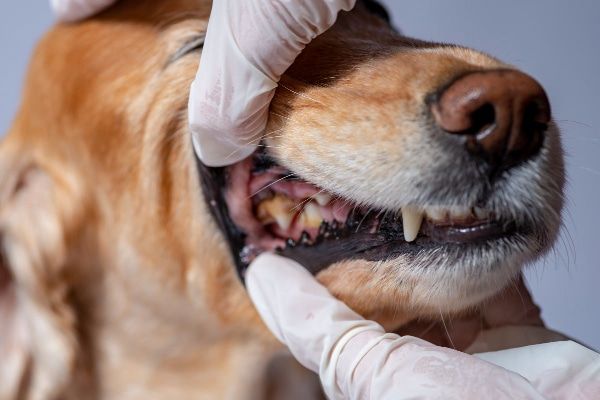 veterinarian extracting infected tooth from senior dog